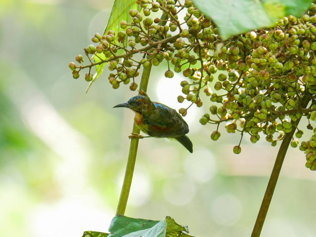 Red-throated Sunbird - ML623184504