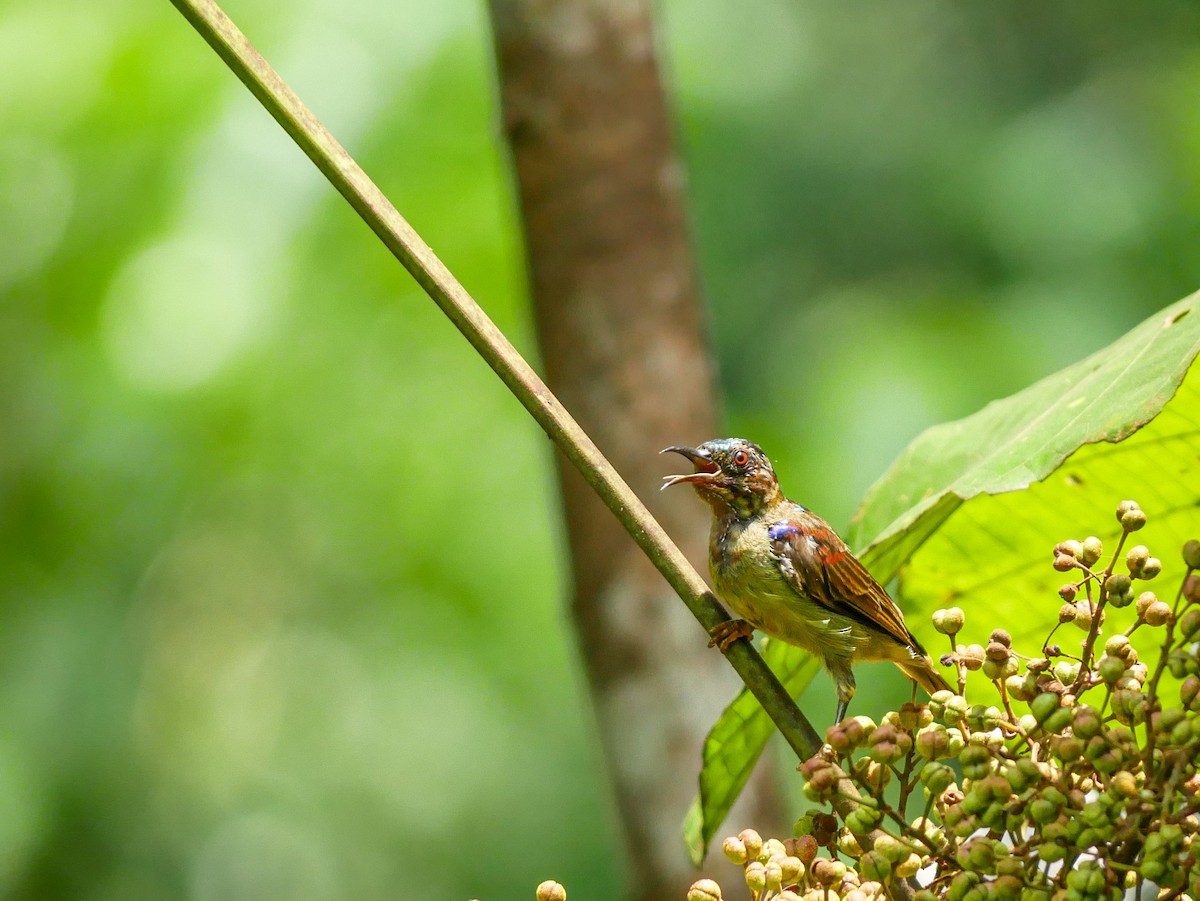 Red-throated Sunbird - ML623184505