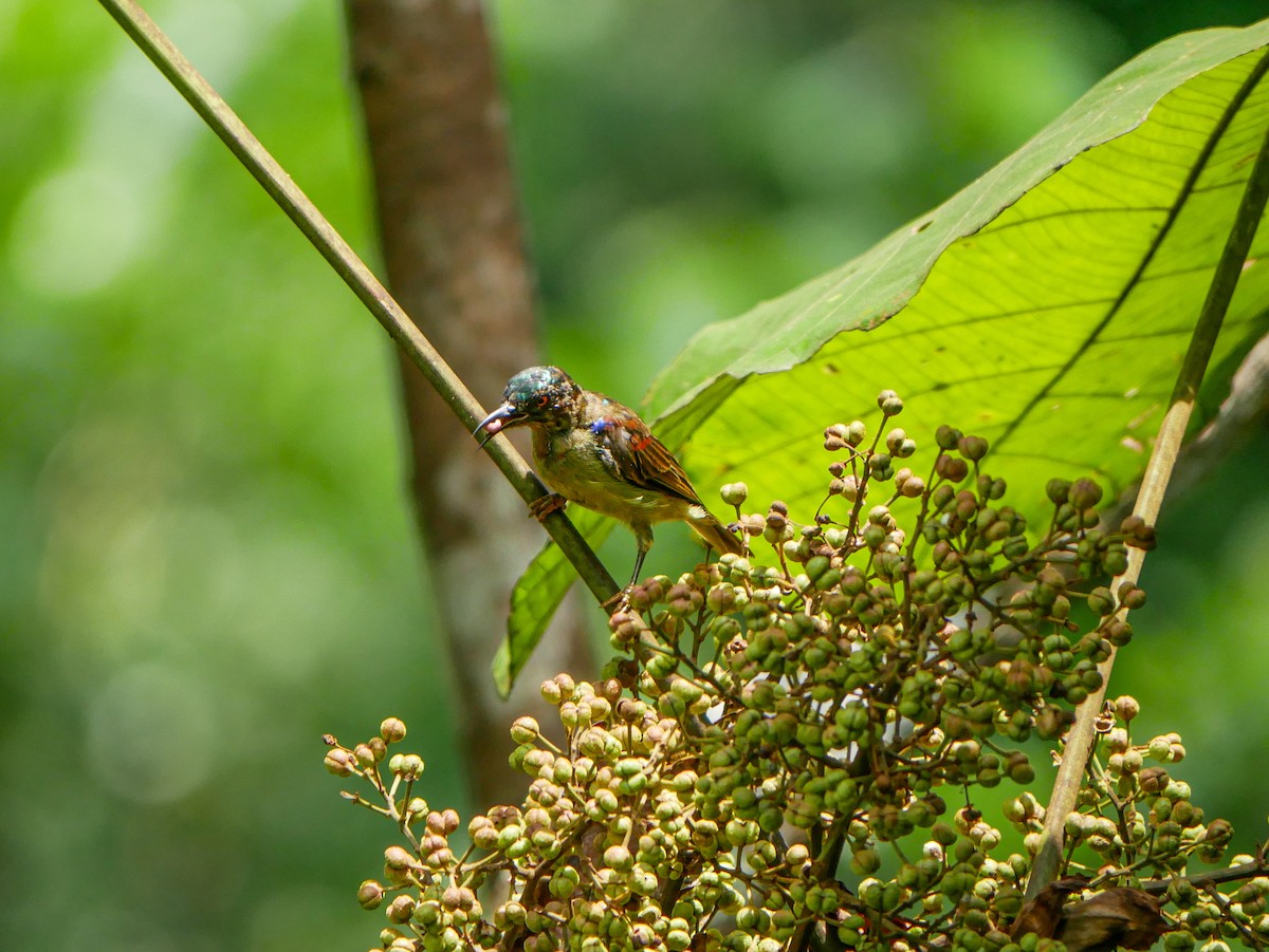 Red-throated Sunbird - ML623184506