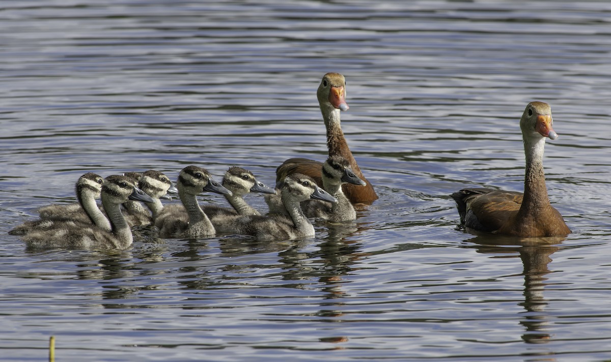 Black-bellied Whistling-Duck - ML623184520