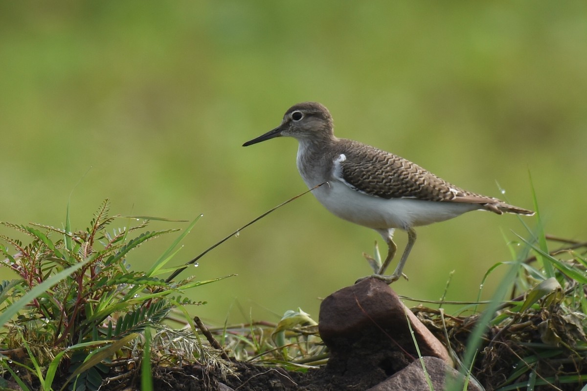 Common Sandpiper - ML623184571