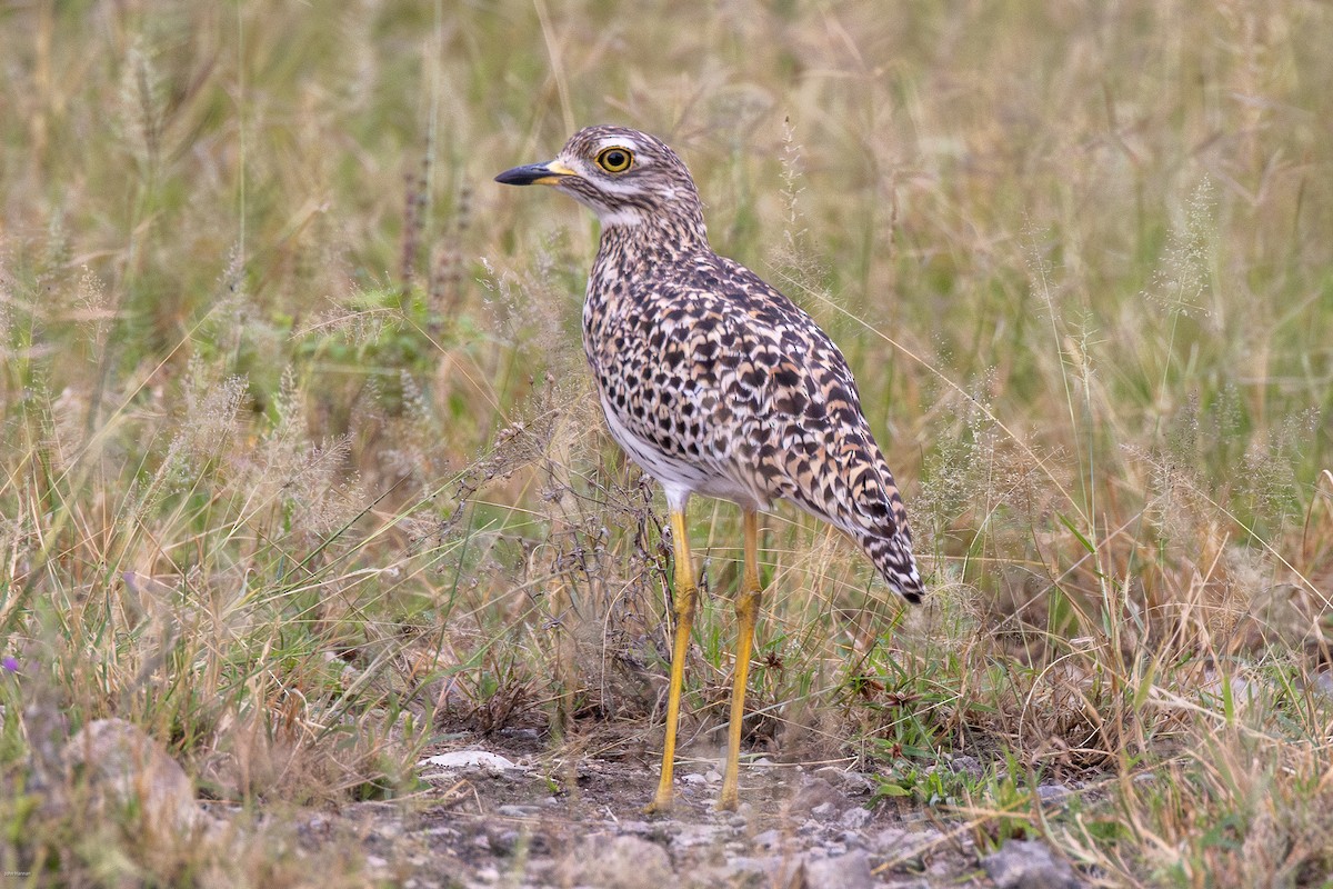 Spotted Thick-knee - ML623184576