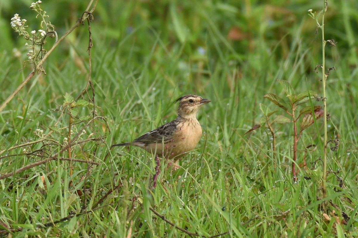 Tawny Lark - ML623184603