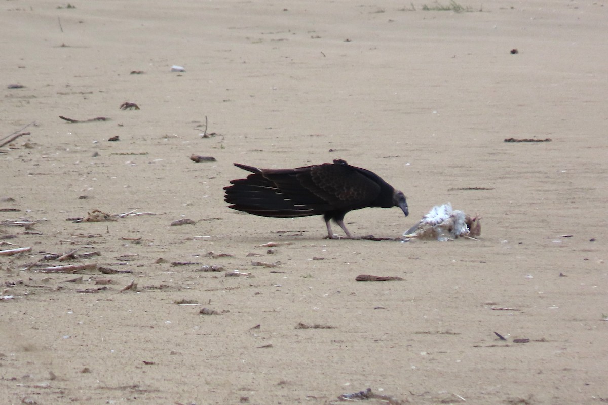 Turkey Vulture - Shane Dollman