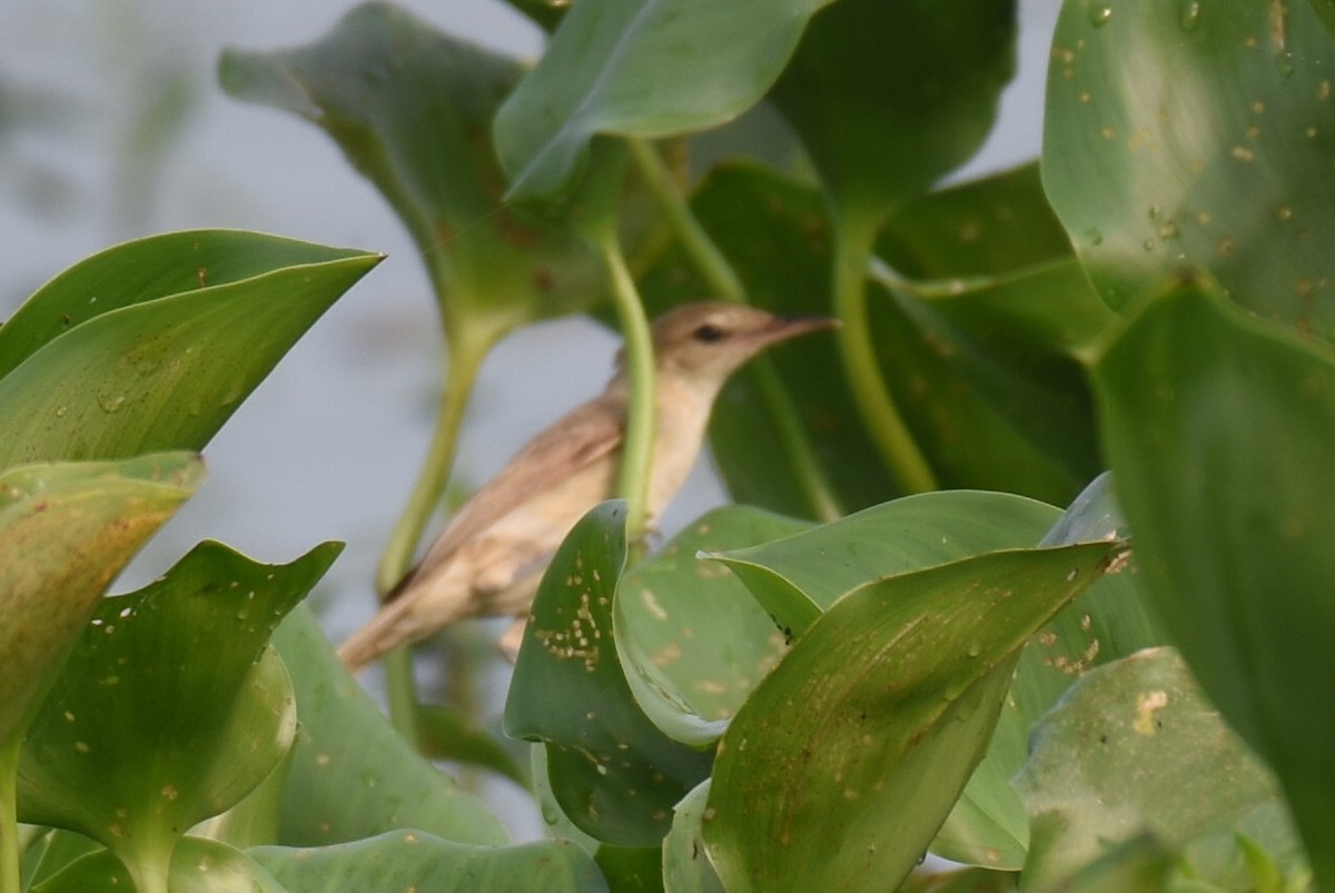 Clamorous Reed Warbler - ML623184640