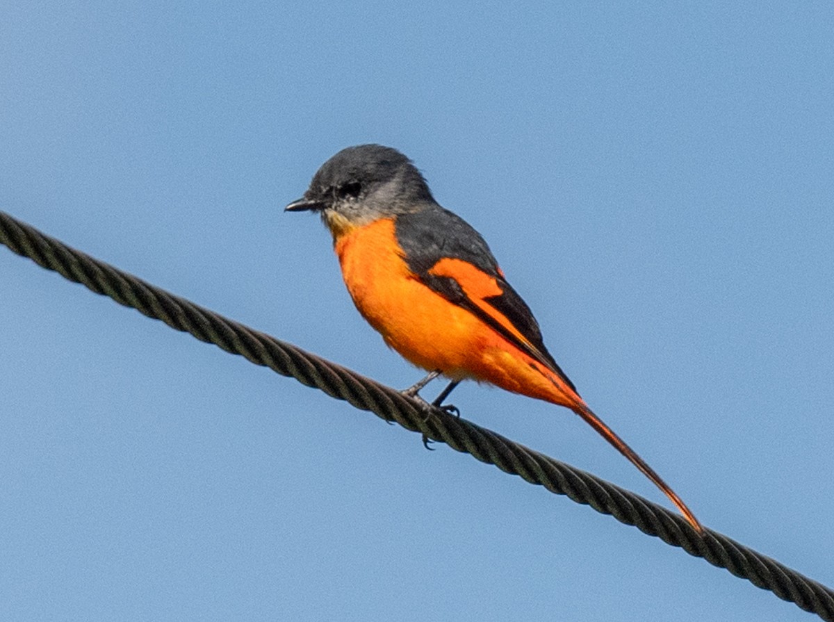 Minivet mandarin - ML623184669