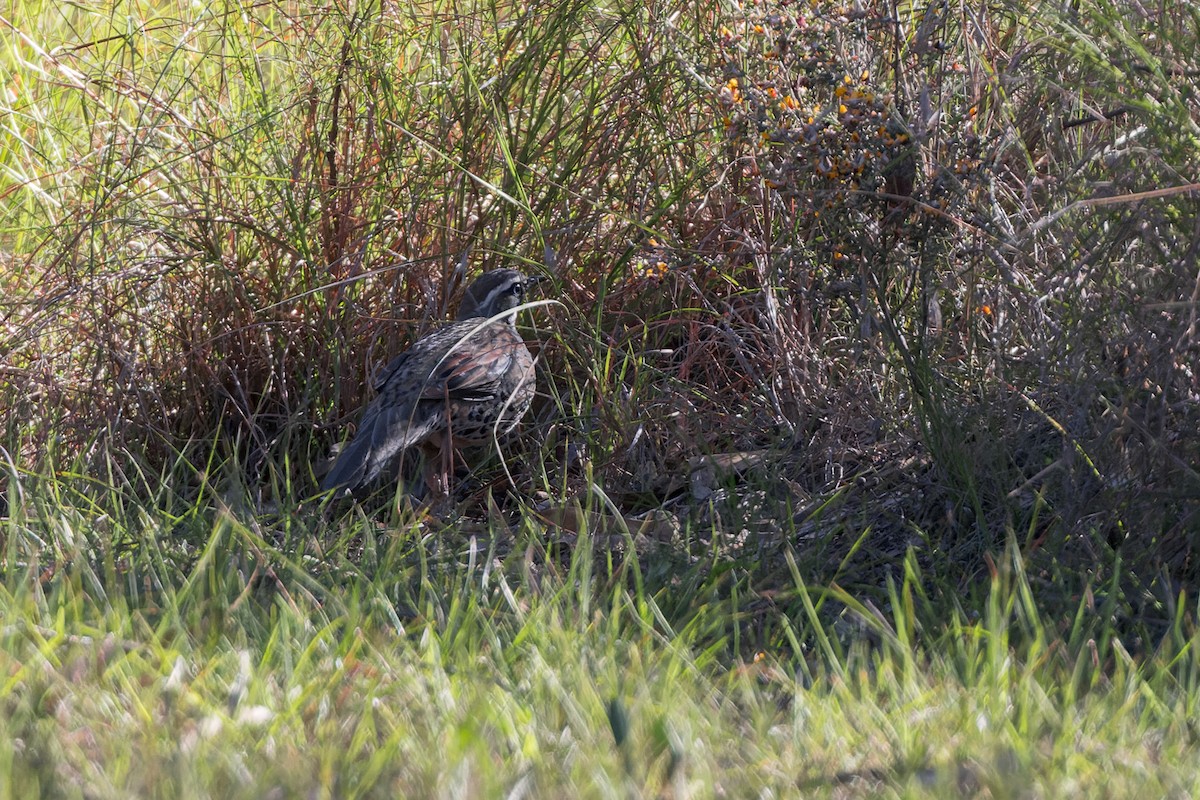 Spotted Quail-thrush - ML623184725