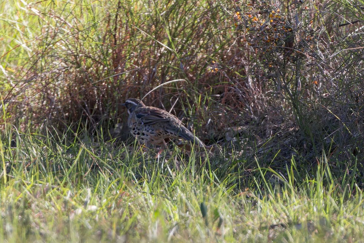 Spotted Quail-thrush - ML623184726