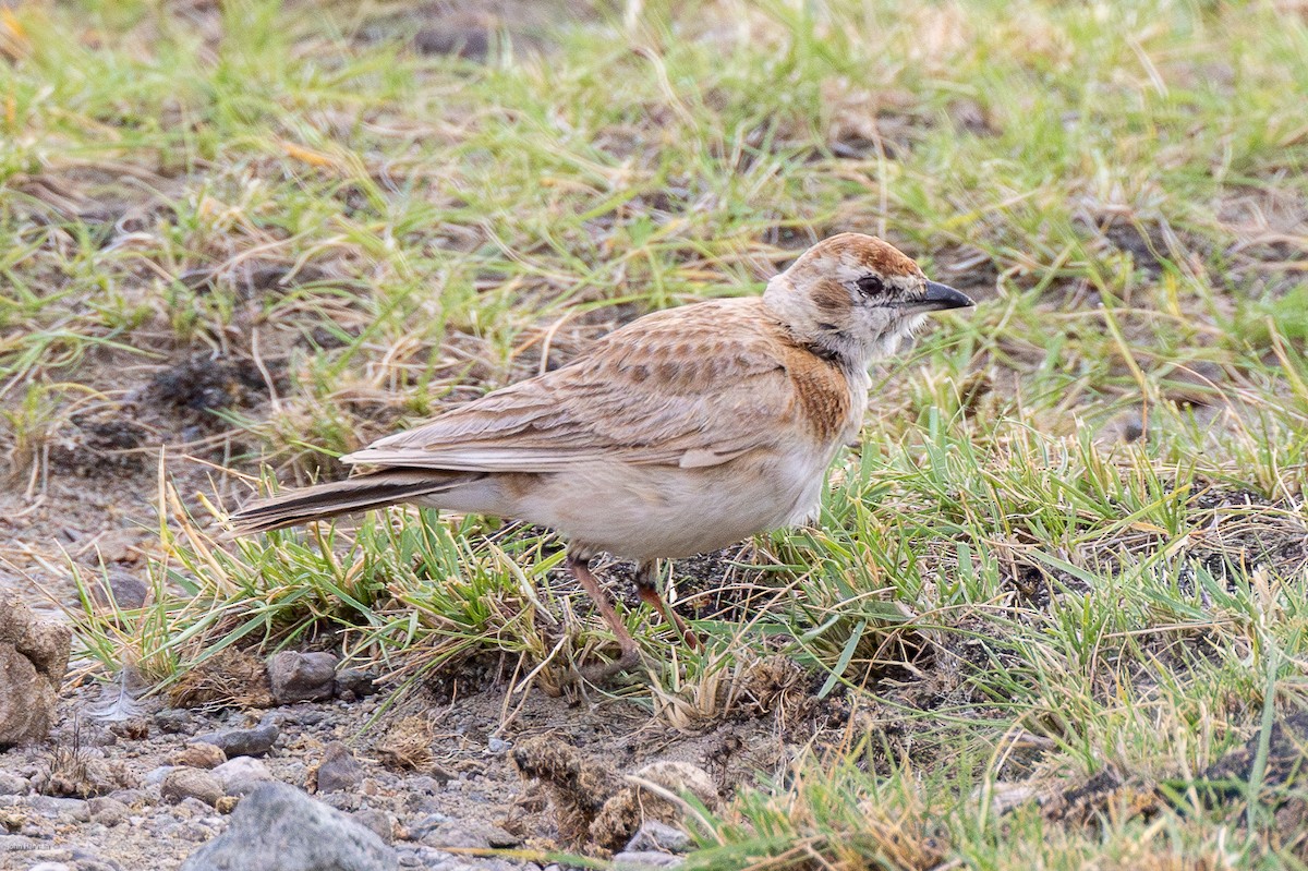 Red-capped Lark - ML623184747