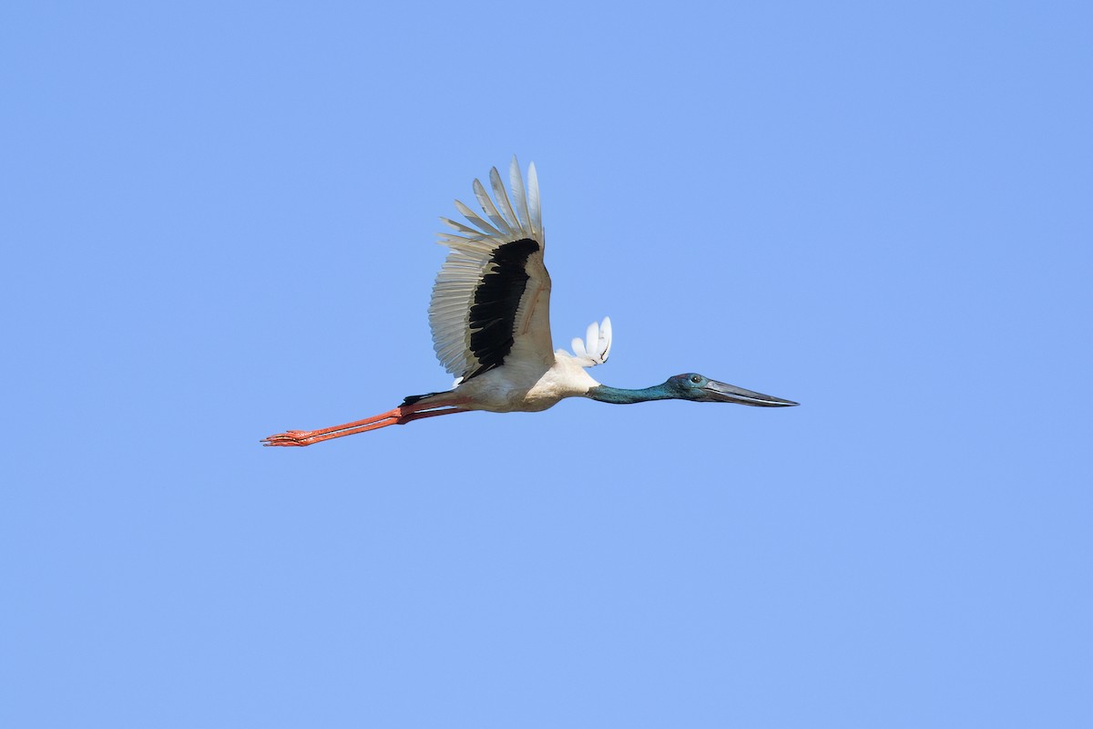 Black-necked Stork - ML623184975