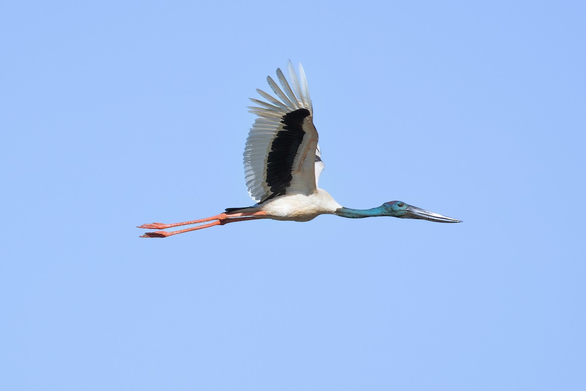 Black-necked Stork - ML623184976