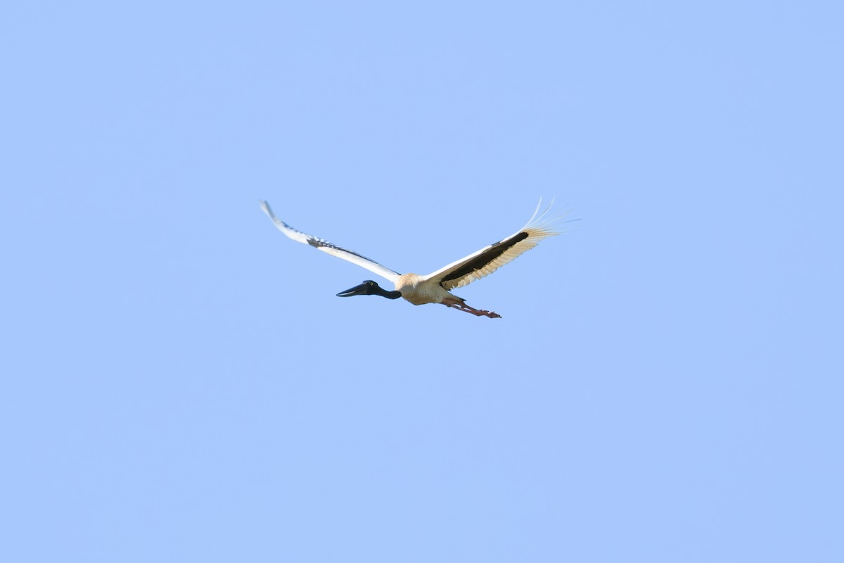 Black-necked Stork - ML623184977