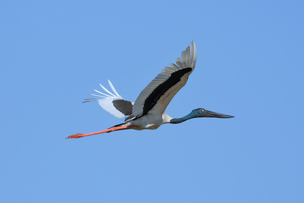 Black-necked Stork - ML623184978