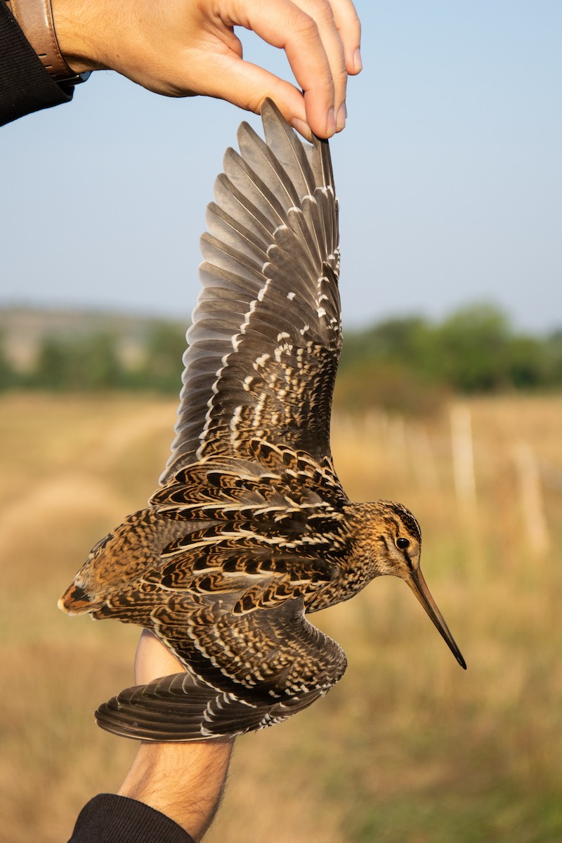 Great Snipe - František Suchý