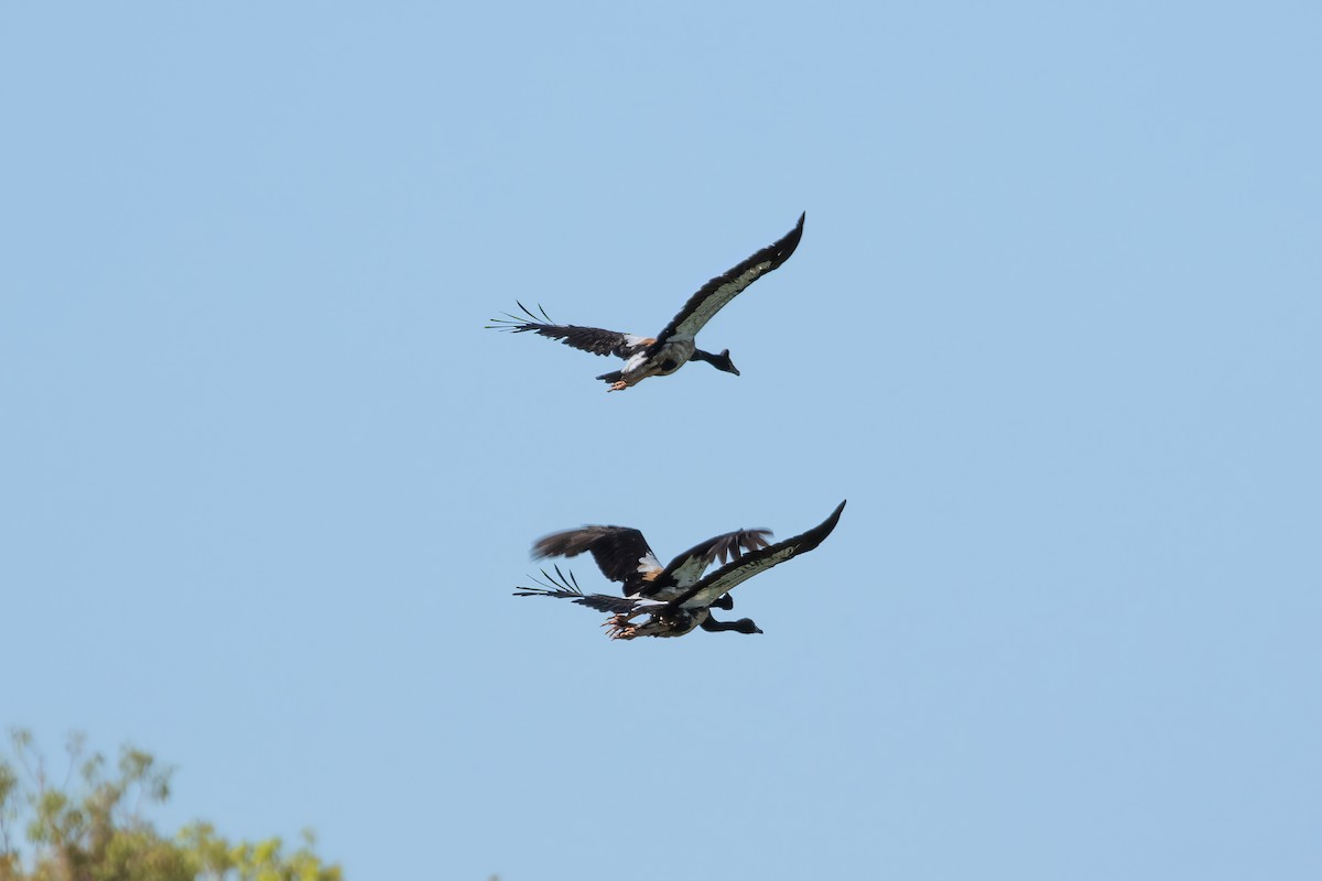 Magpie Goose - Anonymous