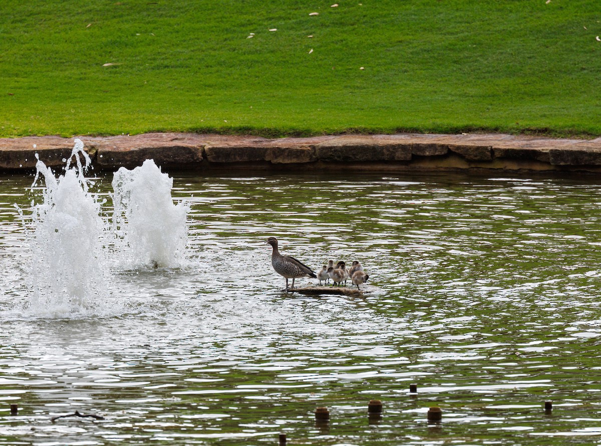 Maned Duck - ML623184994