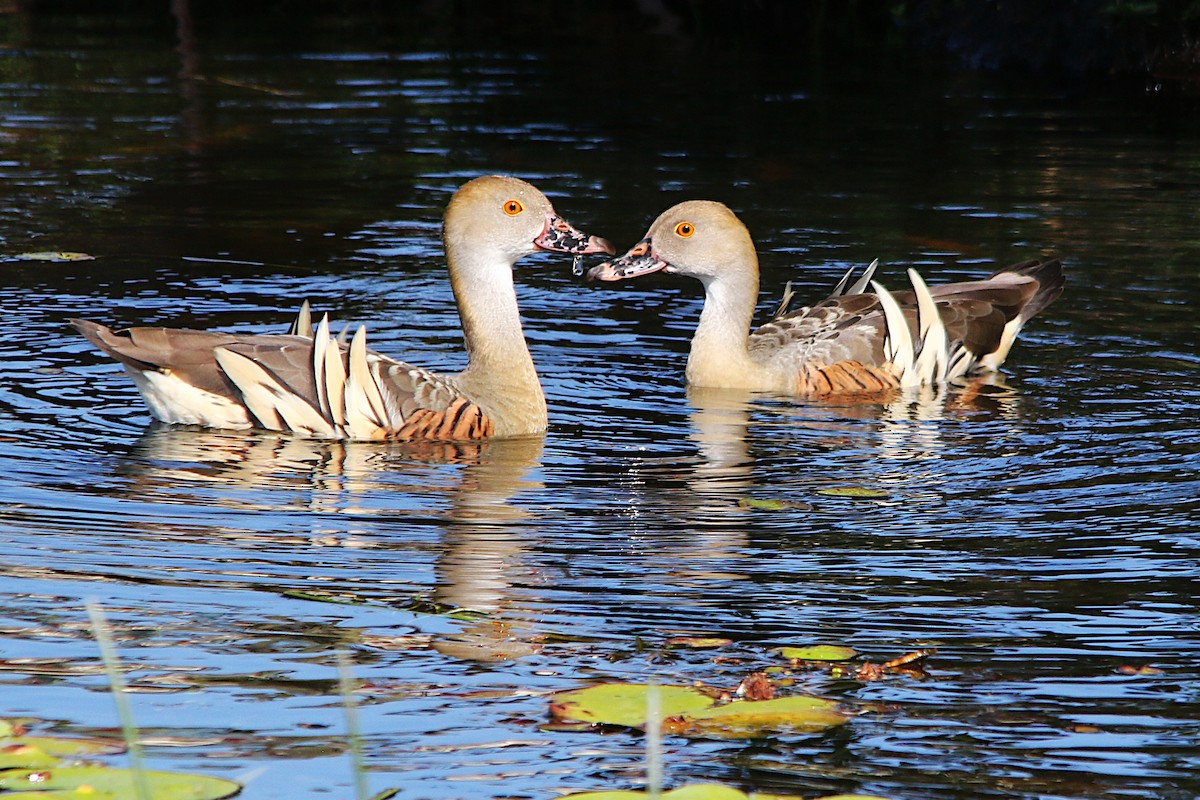 Plumed Whistling-Duck - ML623184995