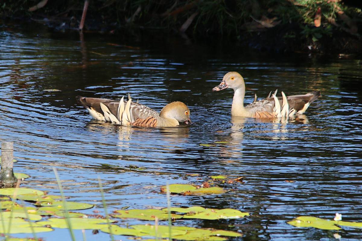 Plumed Whistling-Duck - ML623184997