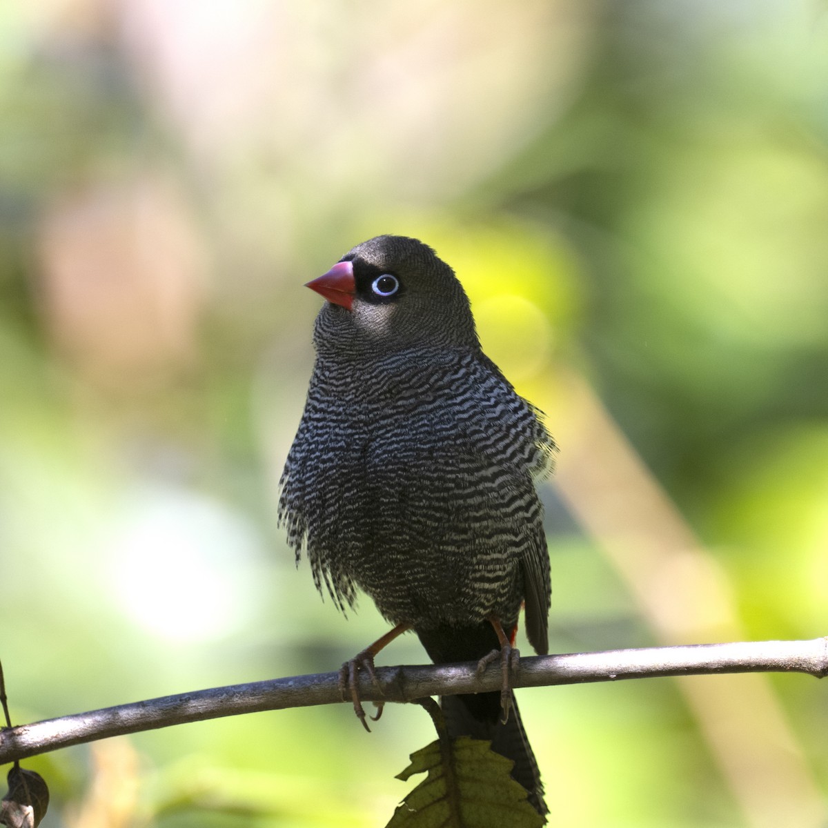 Beautiful Firetail - ML623184999