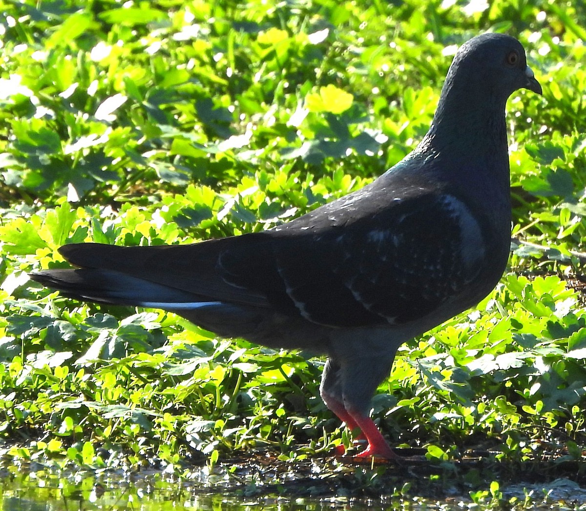 Rock Pigeon (Feral Pigeon) - ML623185004