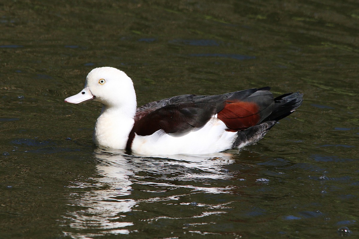 Radjah Shelduck - ML623185007