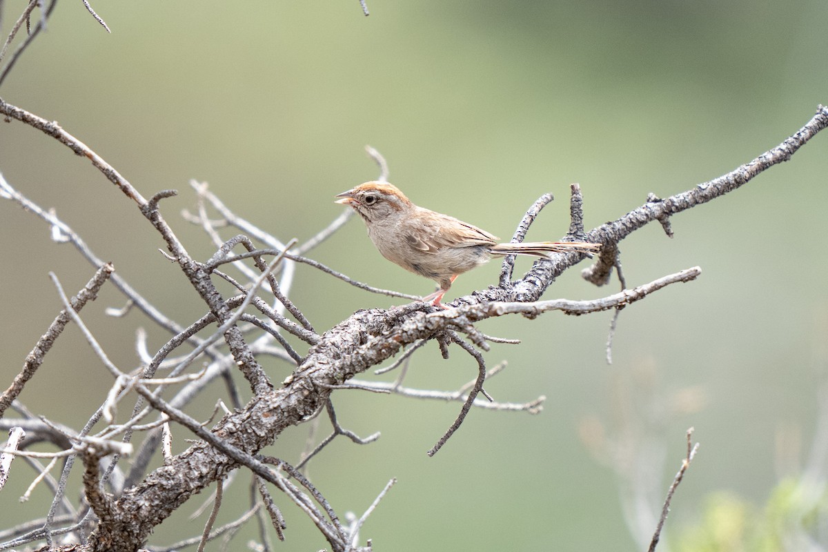 Rufous-crowned Sparrow - ML623185014