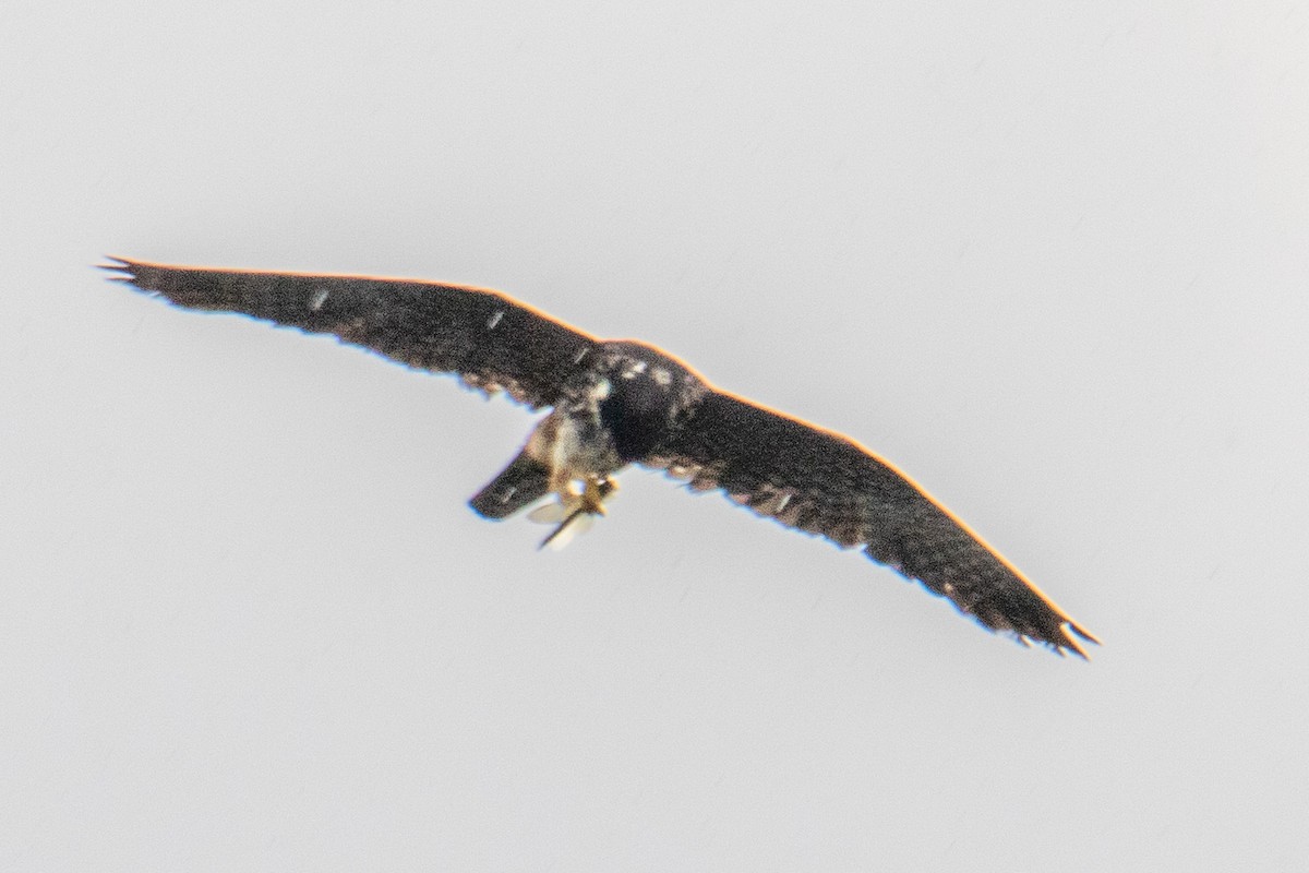 Eurasian Hobby - ML623185018