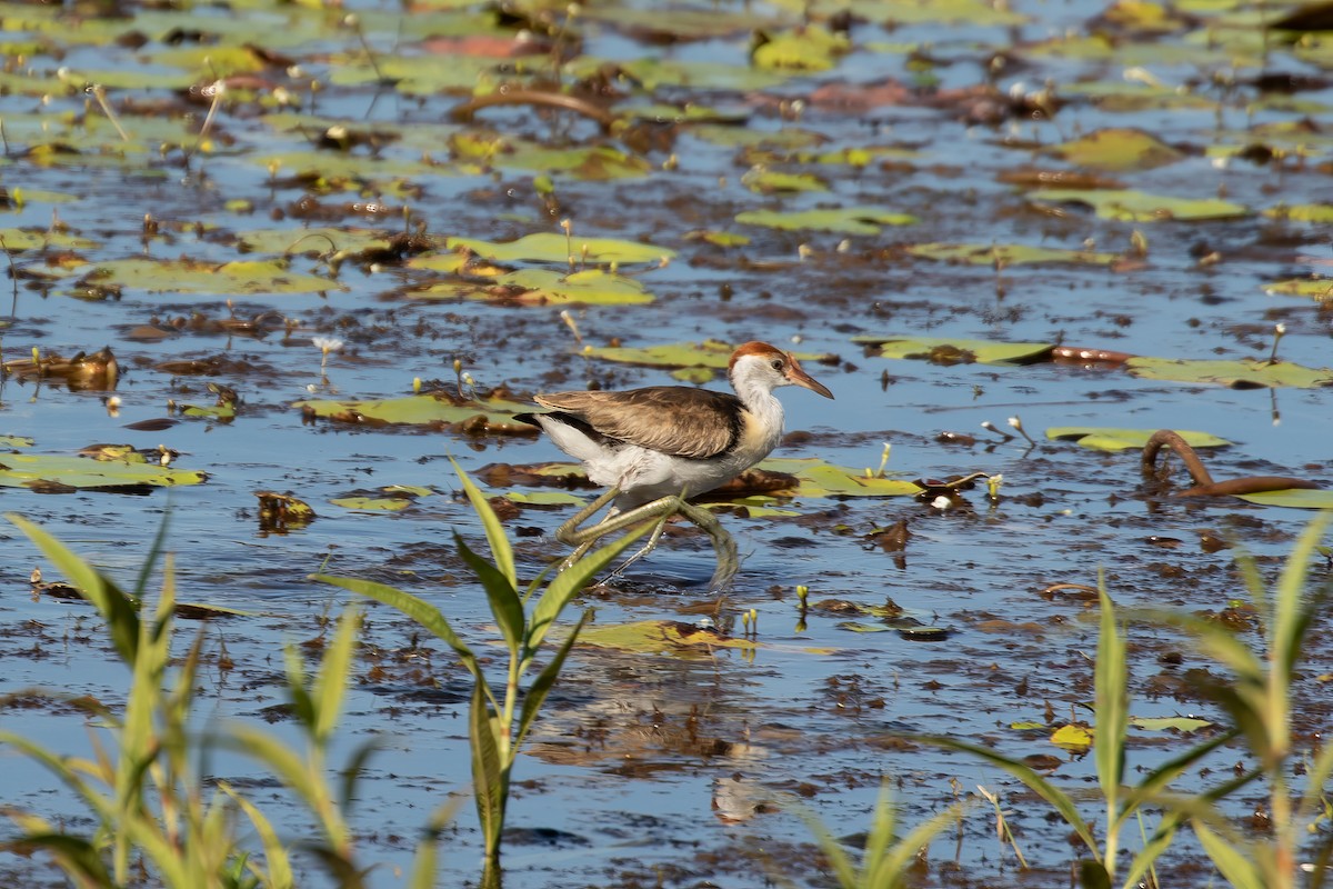 Comb-crested Jacana - ML623185054