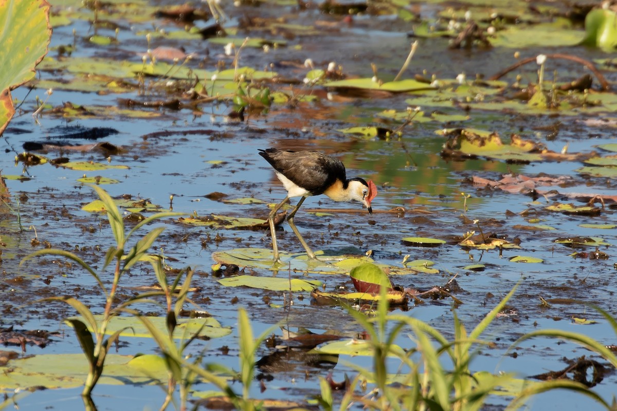 Comb-crested Jacana - ML623185055