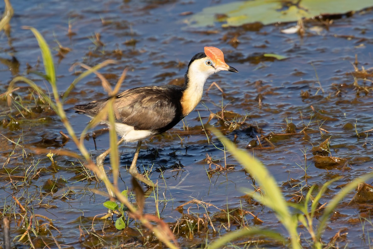 Comb-crested Jacana - ML623185058