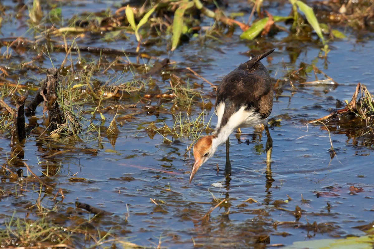 Comb-crested Jacana - ML623185060