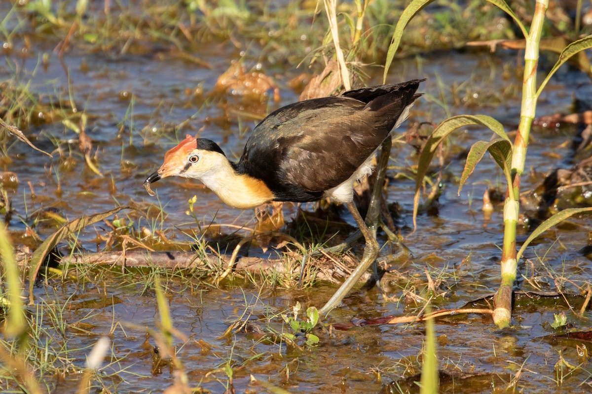 Comb-crested Jacana - ML623185061