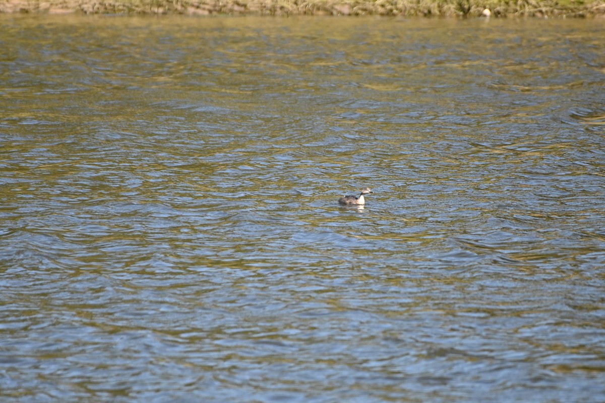 Hoary-headed Grebe - ML623185079