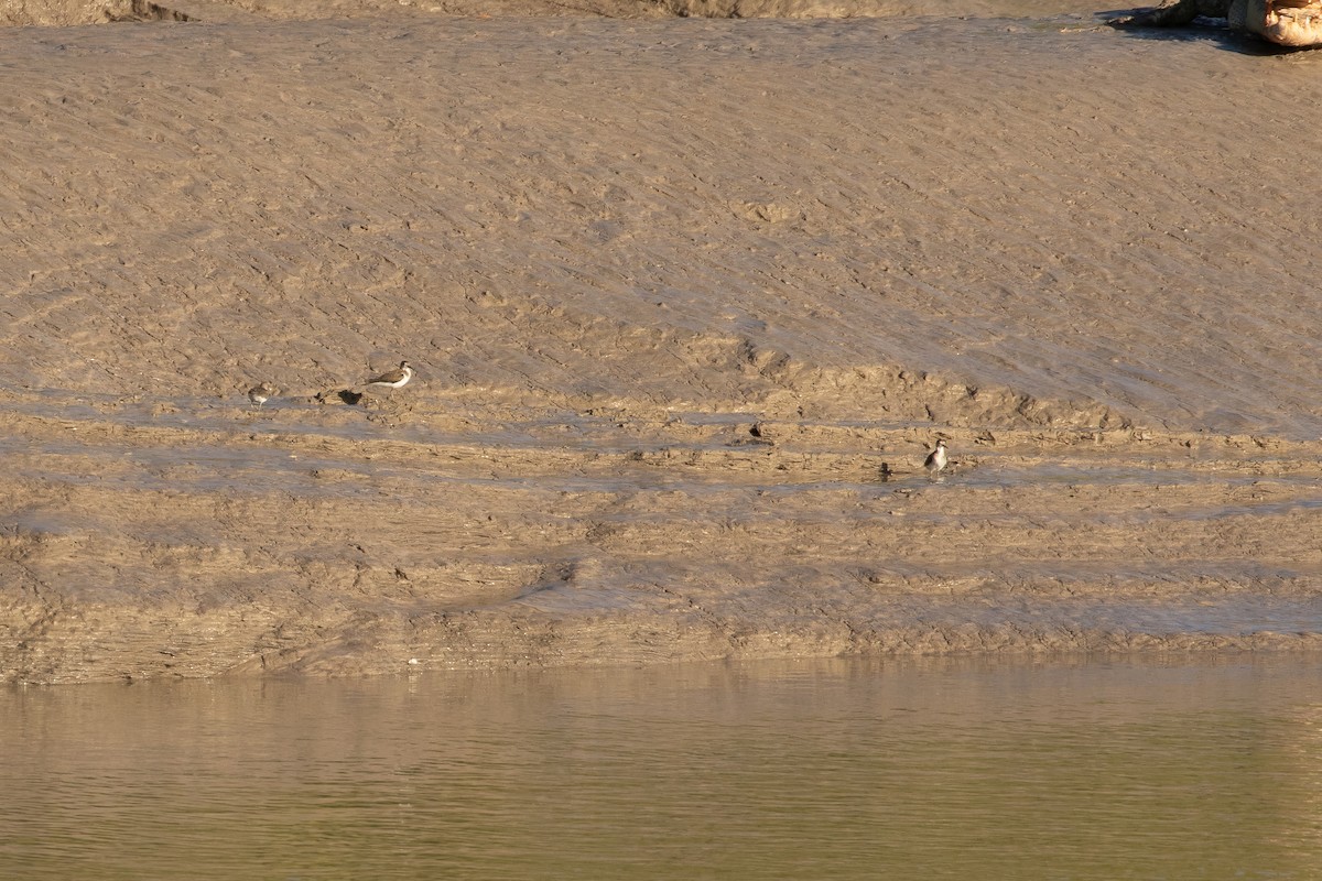 Common Sandpiper - ML623185086