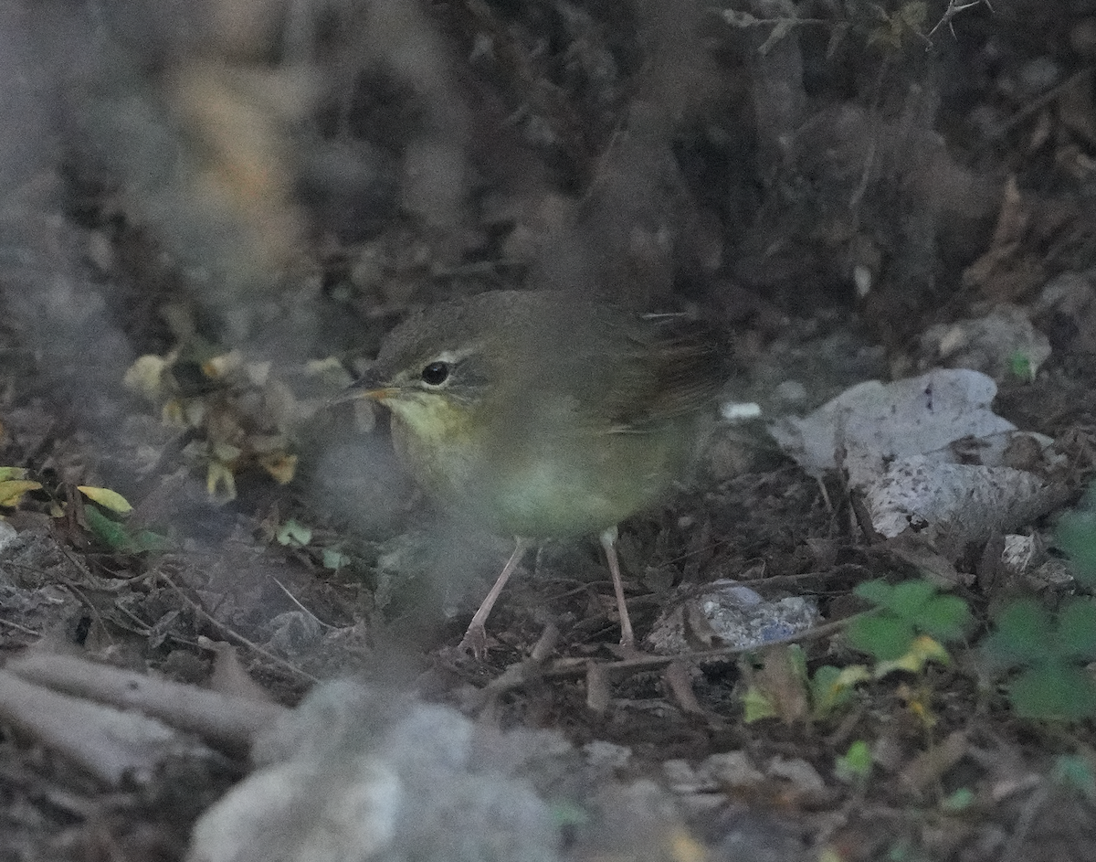 Chinese Bush Warbler - ML623185195