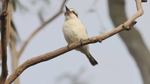Red-backed Kingfisher - ML623185215