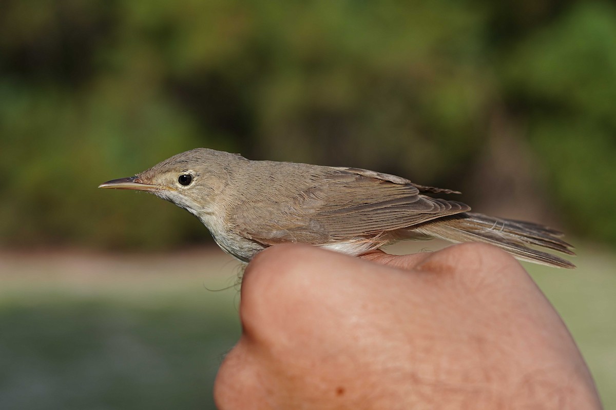 Western Olivaceous Warbler - Victoriano Mora Morillo