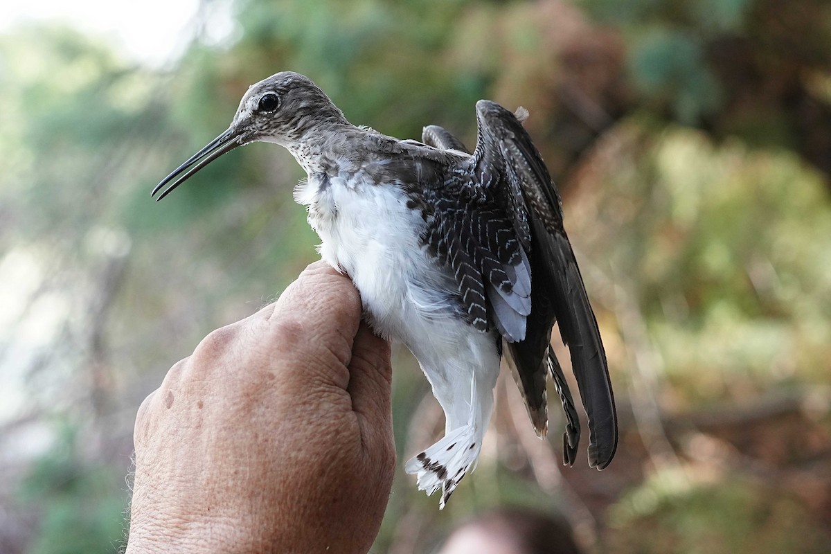 Green Sandpiper - ML623185249