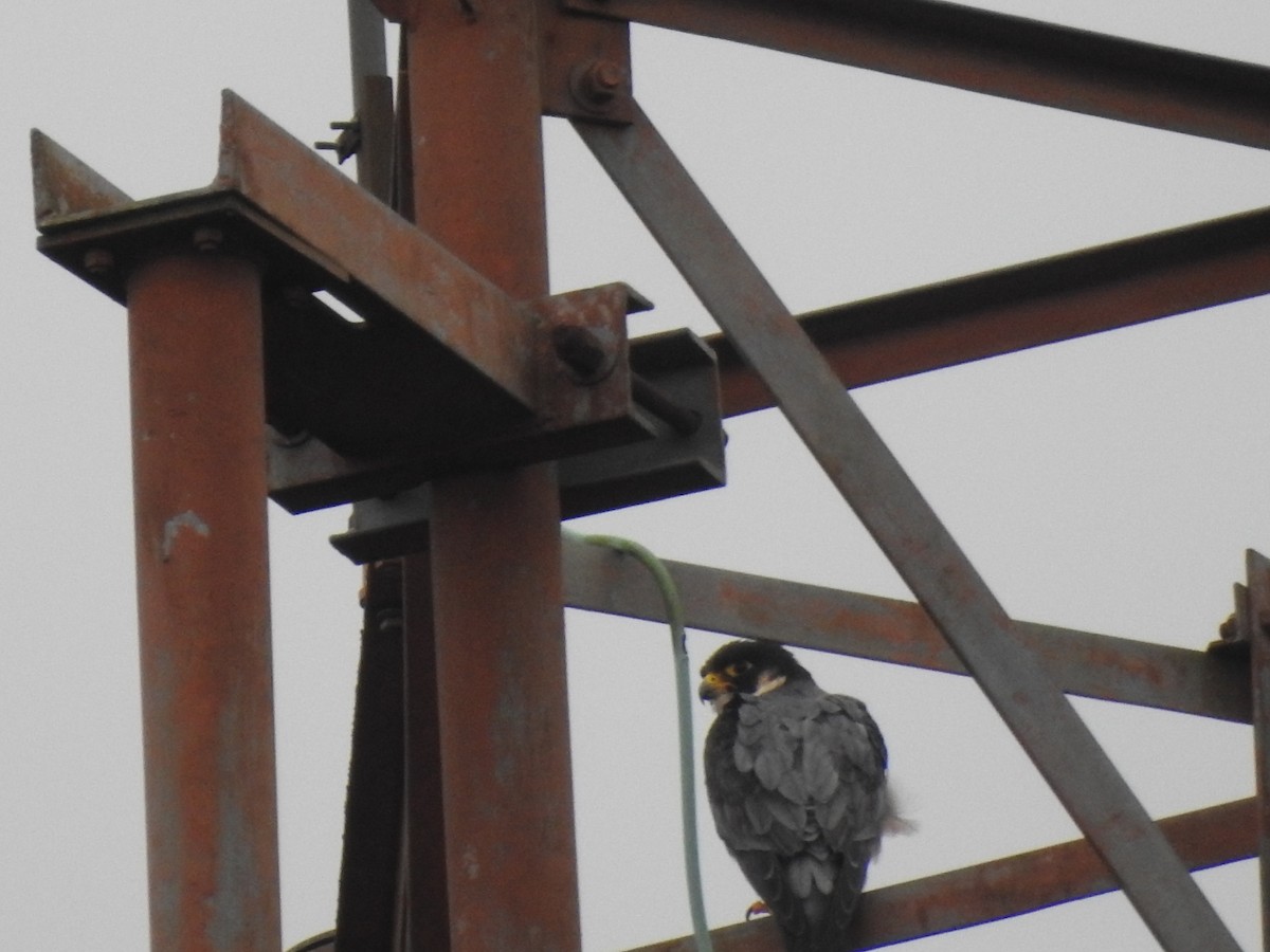 Peregrine Falcon (Shaheen) - PRIYA  AV