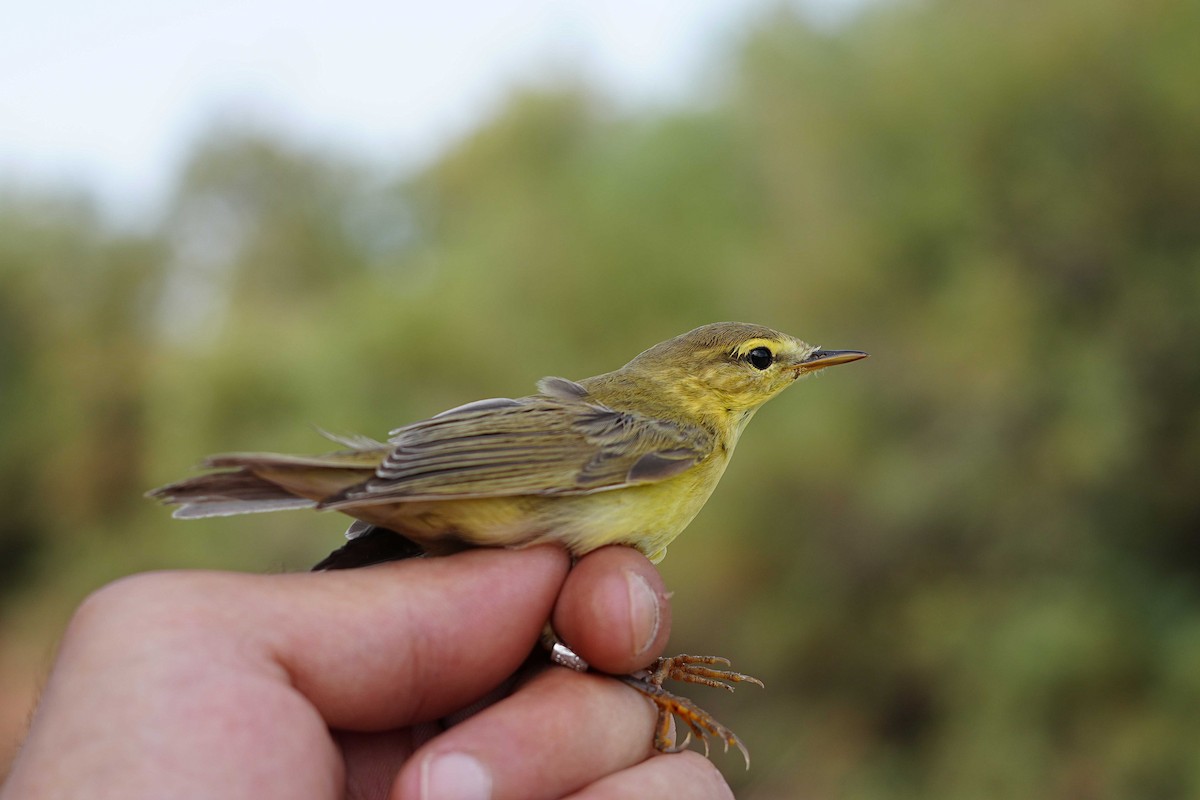 Willow Warbler - Victoriano Mora Morillo