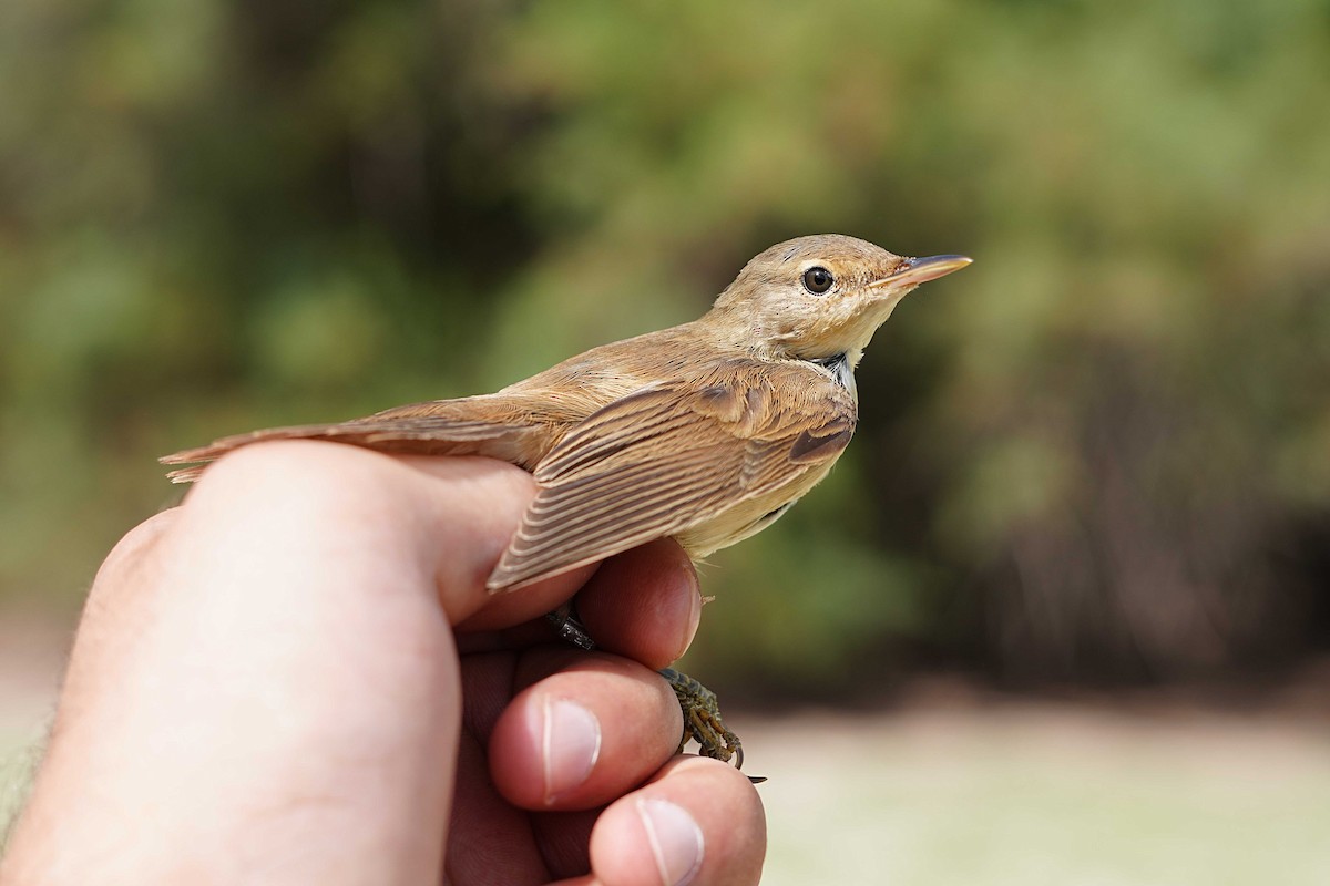 Common Reed Warbler - ML623185258