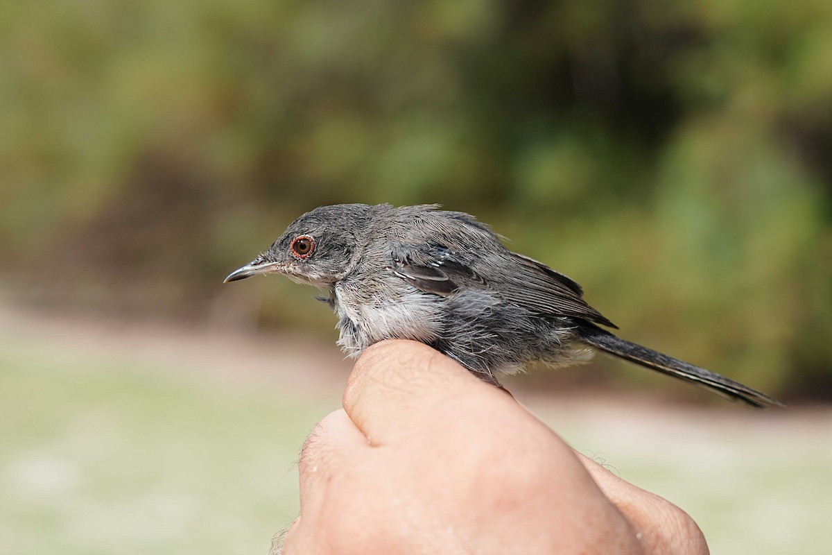 Sardinian Warbler - ML623185264