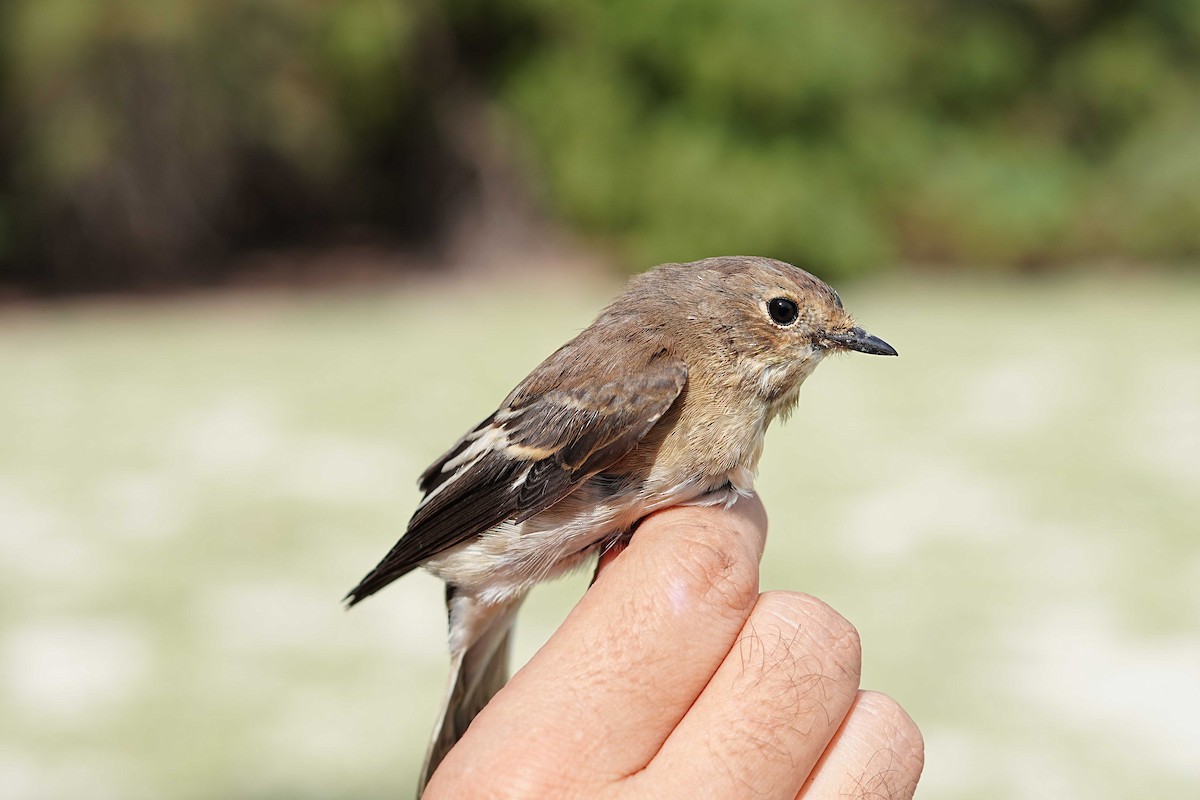 European Pied Flycatcher - ML623185268