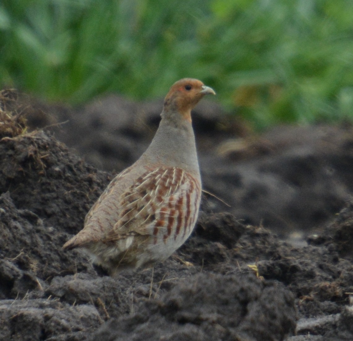 Gray Partridge - Hildi Steibl