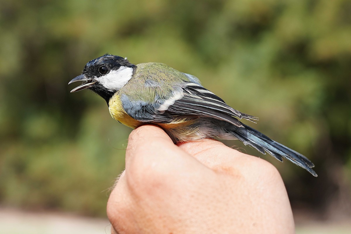 Great Tit - ML623185273