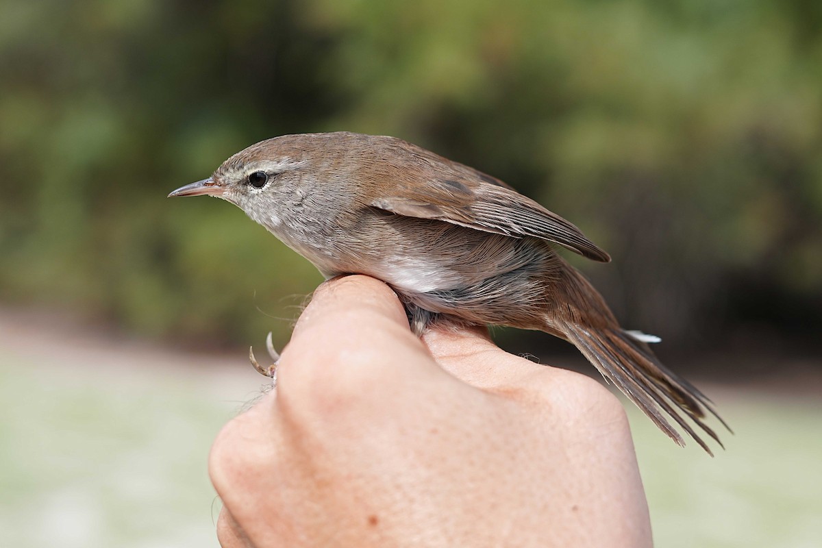 Cetti's Warbler - ML623185275