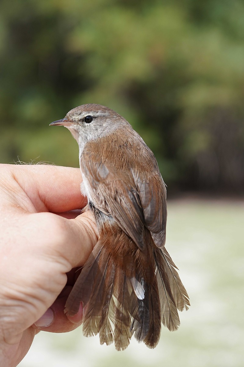 Cetti's Warbler - ML623185276