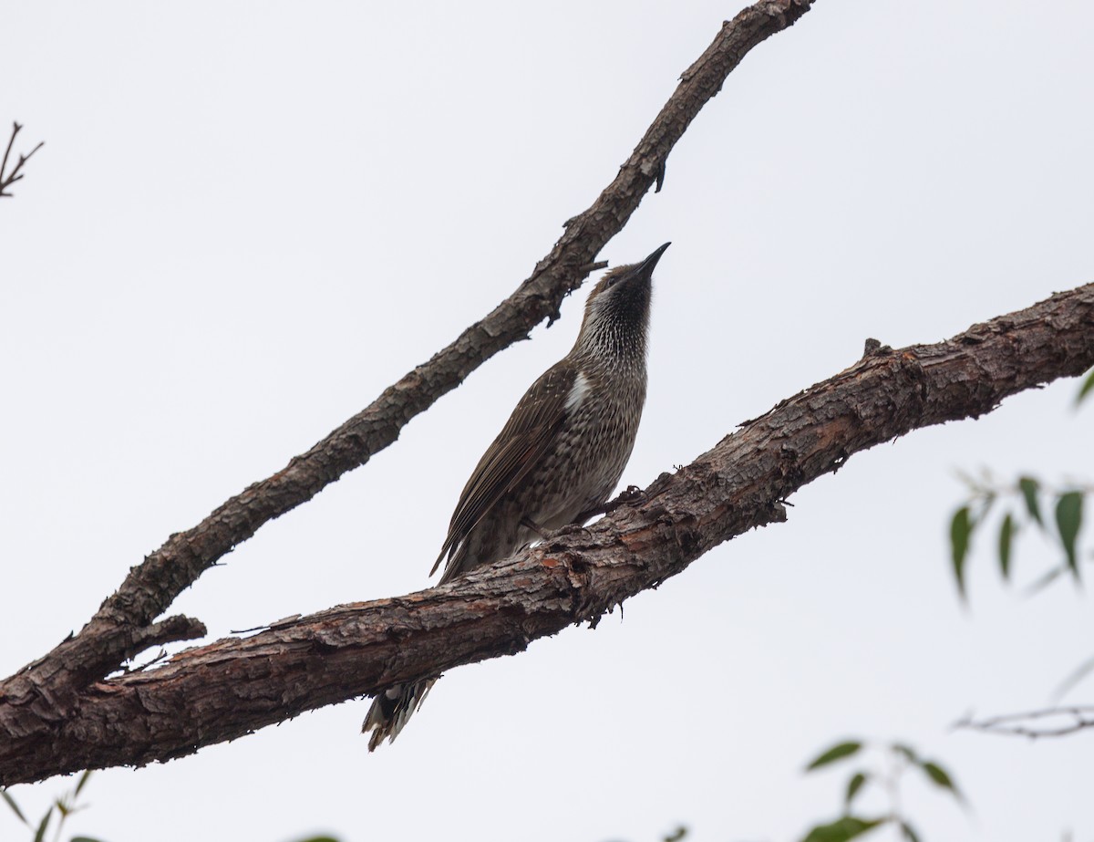 Western Wattlebird - ML623185286