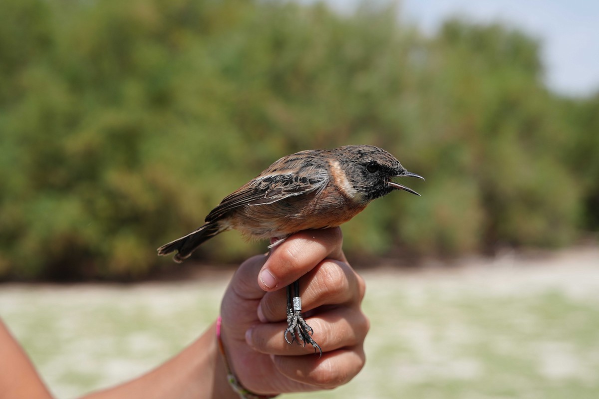 European Stonechat - ML623185288