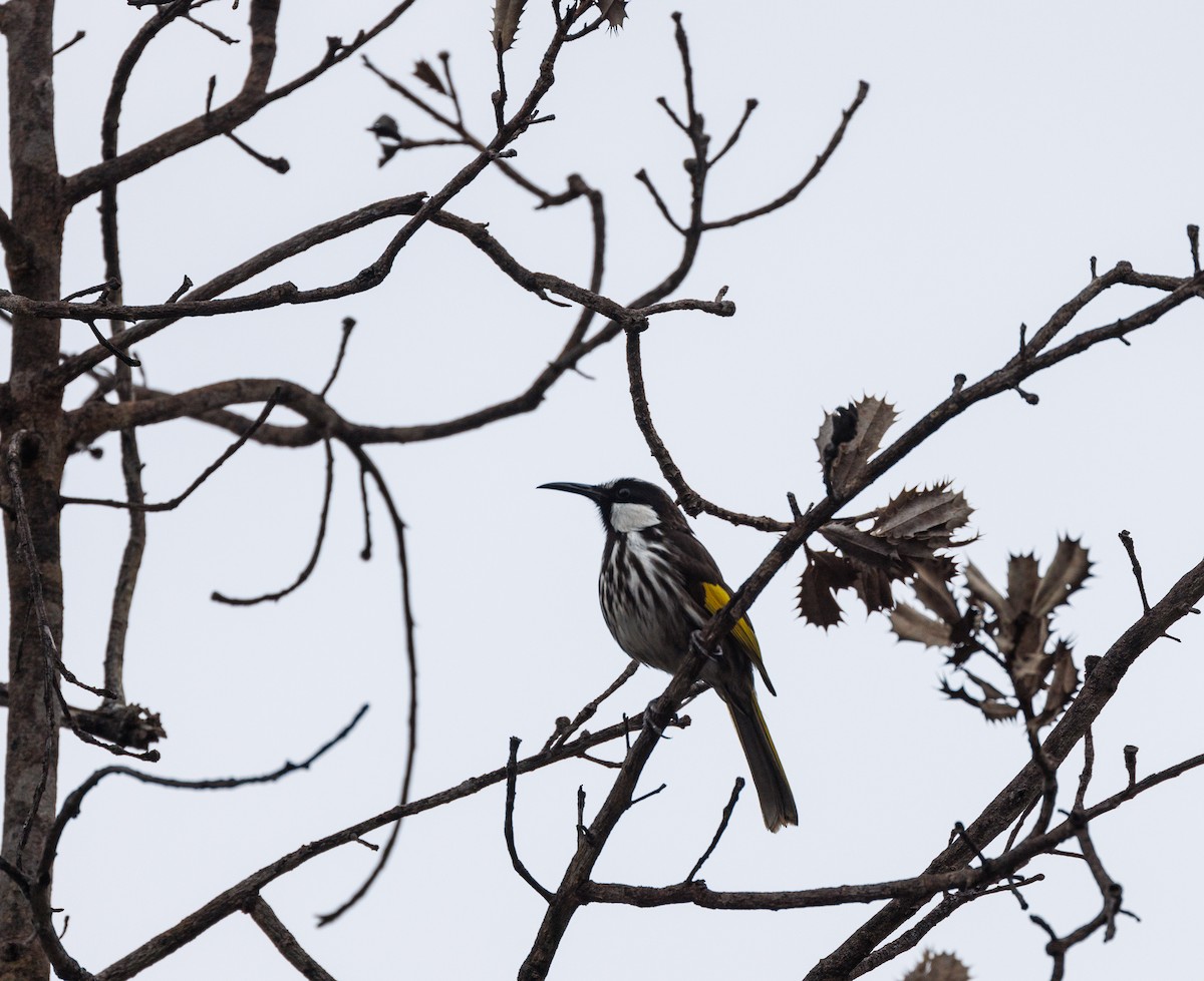 White-cheeked Honeyeater - ML623185292